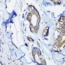 Anti-PEG10 antibody used in IHC (Paraffin sections) (IHC-P). GTX64752