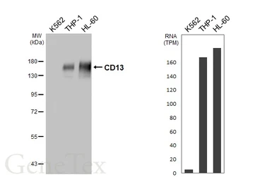 Anti-CD13 antibody [HL5964] used in Western Blot (WB). GTX647578