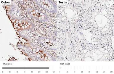 Anti-CD13 antibody [HL5966] used in IHC (Paraffin sections) (IHC-P). GTX647580