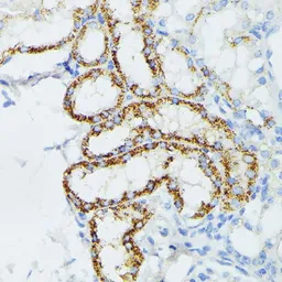 Anti-ETHE1 antibody used in IHC (Paraffin sections) (IHC-P). GTX64809