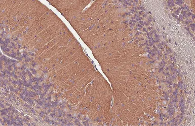Anti-GPR37L1 antibody [HL6063] used in IHC (Paraffin sections) (IHC-P). GTX648142