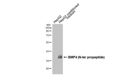 Anti-BMP4 antibody [HL6085] used in Western Blot (WB). GTX648170