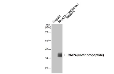 Anti-BMP4 antibody [HL6089] used in Western Blot (WB). GTX648174