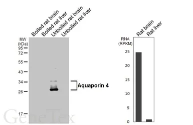 Anti-Aquaporin 4 antibody [HL6097] used in Western Blot (WB). GTX648182