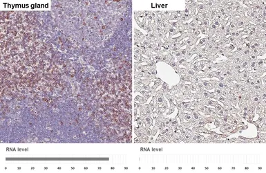 Anti-CD5 antibody [HL6108] used in IHC (Paraffin sections) (IHC-P). GTX648193
