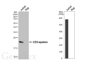 Anti-CD3 epsilon antibody [HL6121] used in Western Blot (WB). GTX648206