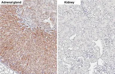 Anti-CYP21A2 antibody [HL6128] used in IHC (Paraffin sections) (IHC-P). GTX648213