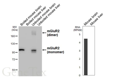 Anti-mGluR2 antibody [HL6151] used in Western Blot (WB). GTX648238