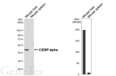 Anti-C/EBP alpha antibody [HL6175] used in Western Blot (WB). GTX648267