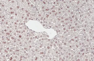 Anti-KDM4A antibody [HL6181] used in IHC (Paraffin sections) (IHC-P). GTX648273