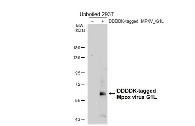 Anti-Mpox virus G1L antibody [HL6196] used in Western Blot (WB). GTX648288