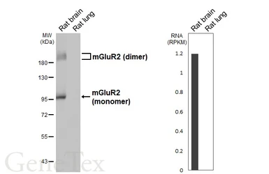 Anti-mGluR2 antibody [HL6234] used in Western Blot (WB). GTX648326