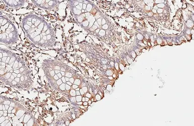 Anti-CD13 antibody [HL6252] used in IHC (Paraffin sections) (IHC-P). GTX648344