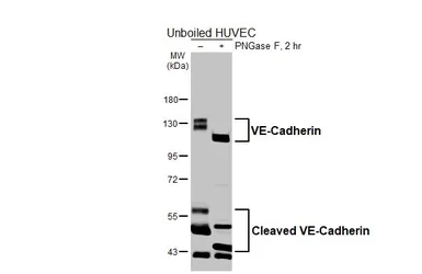 Anti-VE-Cadherin antibody [HL6262] used in Western Blot (WB). GTX648354