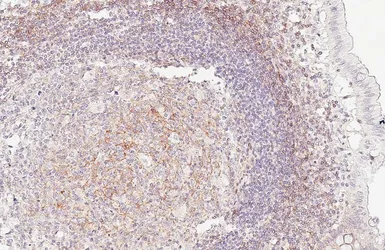 Anti-CD99 antibody [GT407] used in IHC (Paraffin sections) (IHC-P). GTX648368