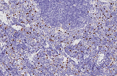 Anti-ERG antibody [HL6309] used in IHC (Paraffin sections) (IHC-P). GTX648411