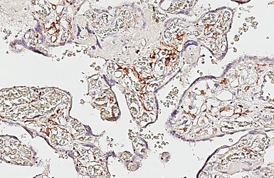 Anti-CD64 antibody [HL6338] used in IHC (Paraffin sections) (IHC-P). GTX648448