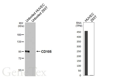 Anti-CD105 antibody [HL6344] used in Western Blot (WB). GTX648454