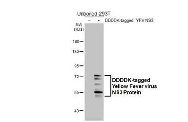 Anti-Yellow Fever virus NS3 Protein antibody [HL6351] used in Western Blot (WB). GTX648790