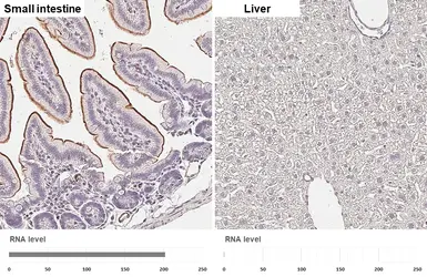Anti-ACE antibody [HL6377] used in IHC (Paraffin sections) (IHC-P). GTX648816
