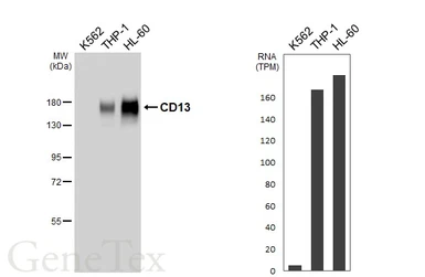Anti-CD13 antibody [HL6422] used in Western Blot (WB). GTX648867
