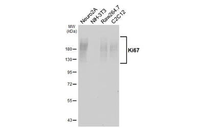 Anti-Ki67 antibody [HL6451] used in Western Blot (WB). GTX648899