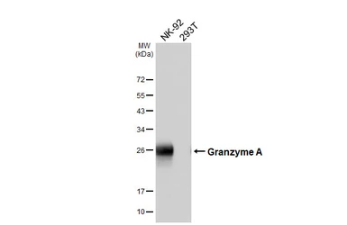 Anti-Granzyme A antibody [HL6457] used in Western Blot (WB). GTX648905
