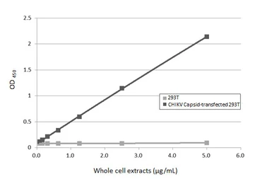 Anti-Chikungunya virus Capsid antibody [HL6530] used in ELISA (ELISA). GTX648986