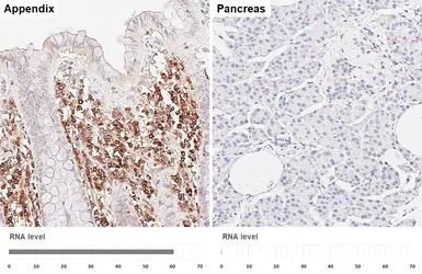 Anti-PACAP antibody [HL6563] used in IHC (Paraffin sections) (IHC-P). GTX649033