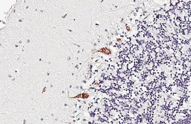 Anti-5-HT2A receptor antibody [HL6597] used in IHC (Paraffin sections) (IHC-P). GTX649297