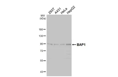 Anti-BAP1 antibody [HL6613] used in Western Blot (WB). GTX649313