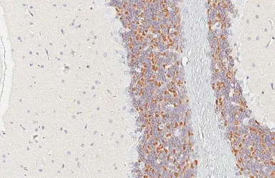 Anti-Kv4.2 antibody [GT433] used in IHC (Paraffin sections) (IHC-P). GTX649342
