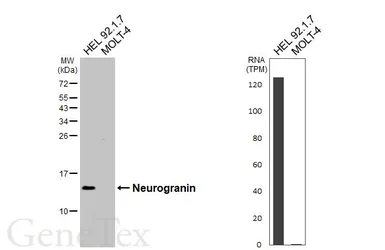 Anti-Neurogranin antibody [HL6640] used in Western Blot (WB). GTX649349