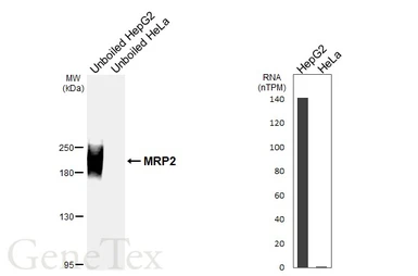 Anti-MRP2 antibody [HL6657] used in Western Blot (WB). GTX649366