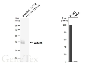 Anti-CD32a antibody [HL6664] used in Western Blot (WB). GTX649373