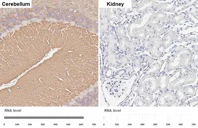 Anti-SNAP25 antibody [HL6680] used in IHC (Paraffin sections) (IHC-P). GTX649391