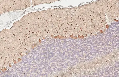 Anti-Parvalbumin antibody [HL6691] used in IHC (Paraffin sections) (IHC-P). GTX649402