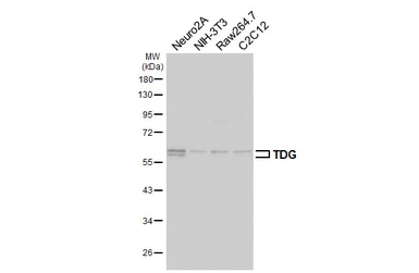 Anti-TDG antibody [HL6733] used in Western Blot (WB). GTX649456