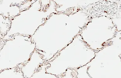 Anti-Claudin 5 antibody [HL6767] used in IHC (Paraffin sections) (IHC-P). GTX649498