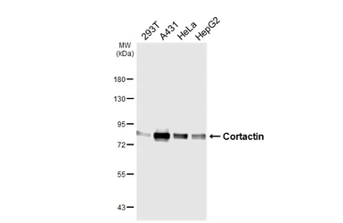 Anti-Cortactin antibody [HL6795] used in Western Blot (WB). GTX649526