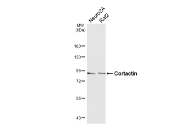 Anti-Cortactin antibody [HL6795] used in Western Blot (WB). GTX649526