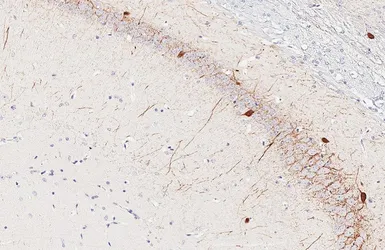 Anti-Parvalbumin antibody [HL6815] used in IHC (Paraffin sections) (IHC-P). GTX649629
