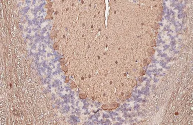Anti-Parvalbumin antibody [HL6815] used in IHC (Paraffin sections) (IHC-P). GTX649629