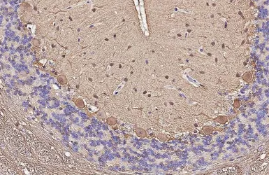 Anti-Parvalbumin antibody [HL6815] used in IHC (Paraffin sections) (IHC-P). GTX649629