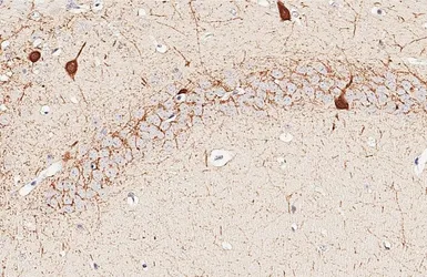 Anti-Parvalbumin antibody [HL6816] used in IHC (Paraffin sections) (IHC-P). GTX649630