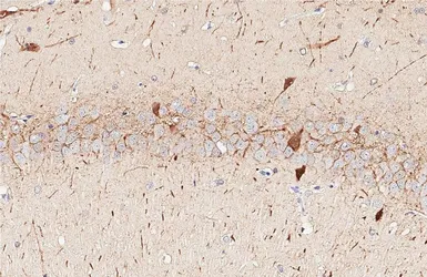 Anti-Parvalbumin antibody [HL6816] used in IHC (Paraffin sections) (IHC-P). GTX649630