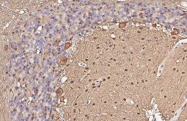 Anti-Parvalbumin antibody [HL6816] used in IHC (Paraffin sections) (IHC-P). GTX649630