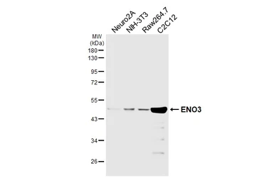 Anti-ENO3 antibody [HL6908] used in Western Blot (WB). GTX649760