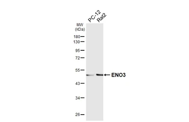 Anti-ENO3 antibody [HL6908] used in Western Blot (WB). GTX649760