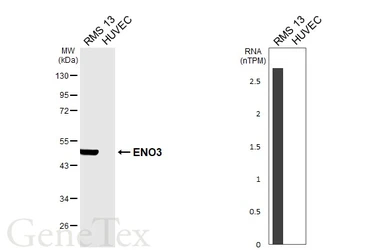Anti-ENO3 antibody [HL6908] used in Western Blot (WB). GTX649760